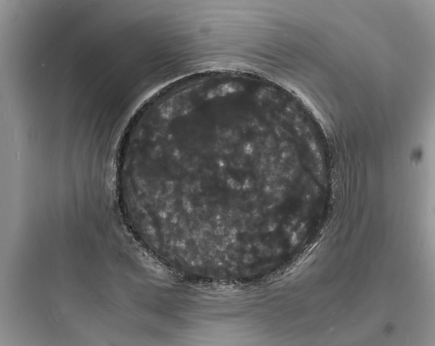X0000097620975200803211741