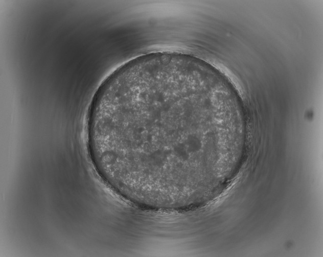 X0000097620983200803211741