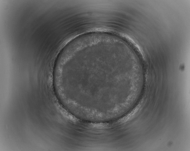 X0000097621025200803211741