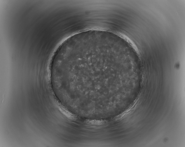 X0000097621027200803211741