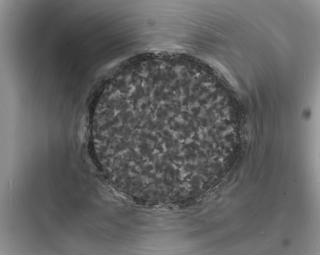 X0000097621063200803211740