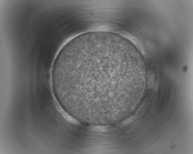 X0000097621086200803211740