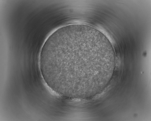 X0000097621098200803211740