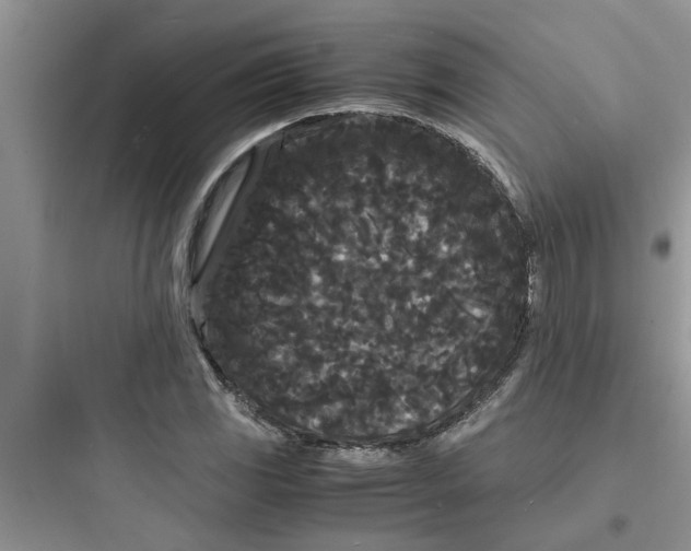 X0000097621117200803211739