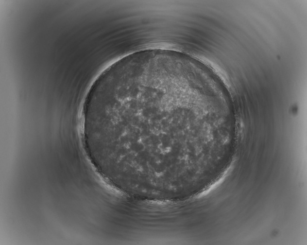 X0000097621125200803211739