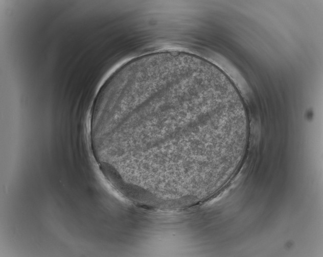 X0000097621198200803211738