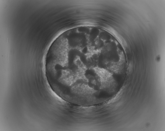 X0000097621243200803211738