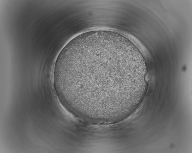 X0000097621244200803211738