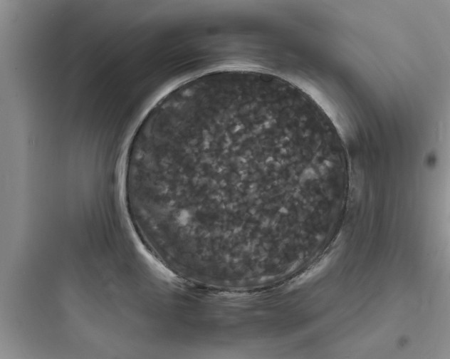 X0000097621245200803211738