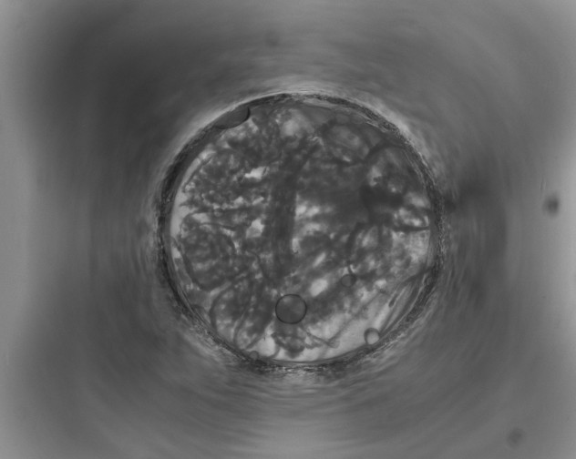 X0000097621263200803211737