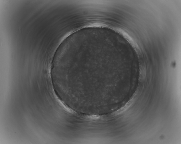 X0000097621329200803211737