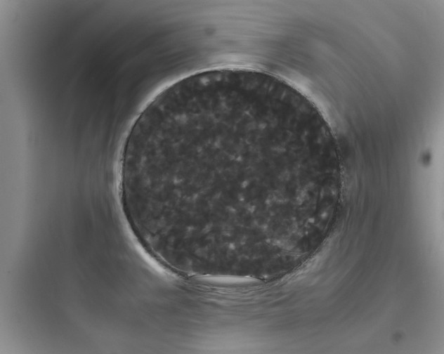 X0000097621383200803211736