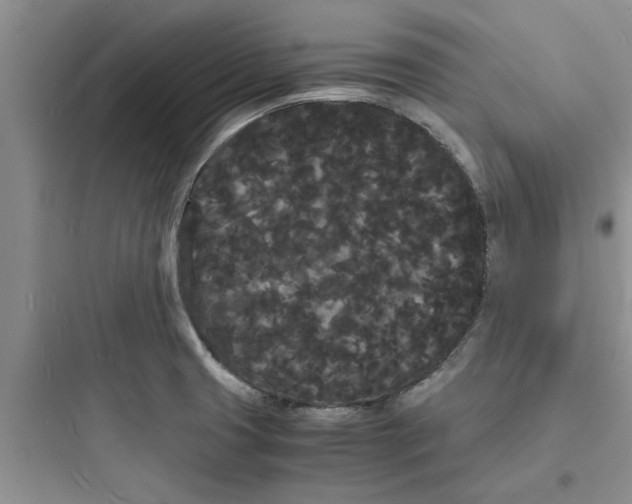 X0000097621425200803211735