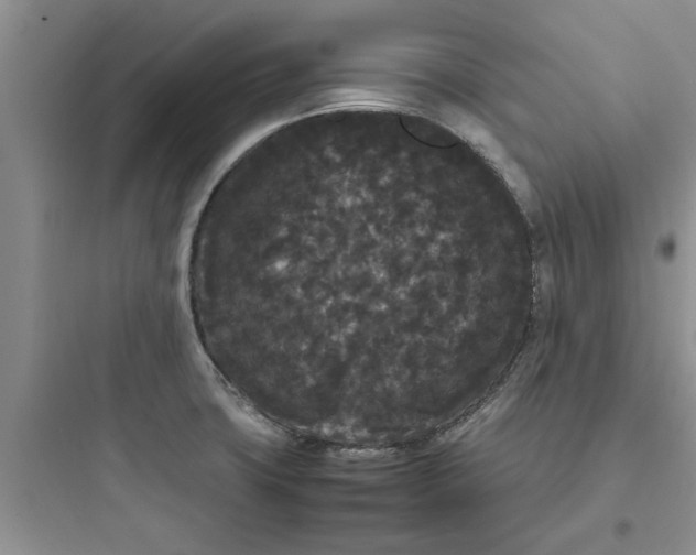 X0000097621427200803211735
