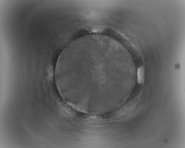 X0000097621443200803211735