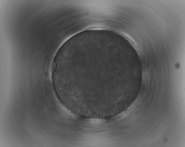X0000097621465200803211734