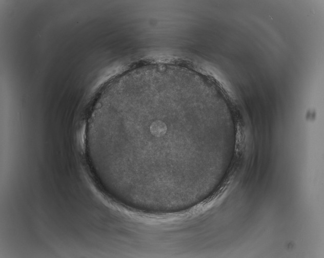 X0000097620024200803281046