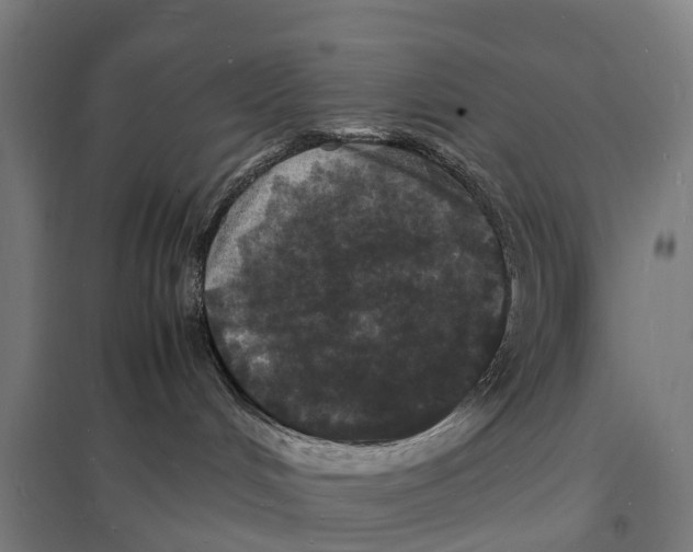 X0000097620048200803281046