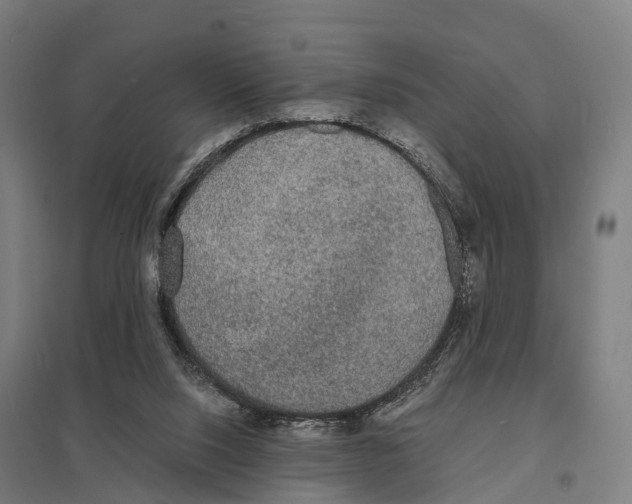 X0000097620064200803281046