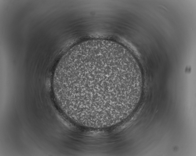 X0000097620065200803281046
