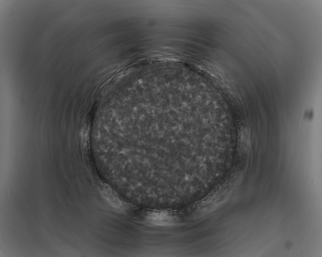 X0000097620177200803281044