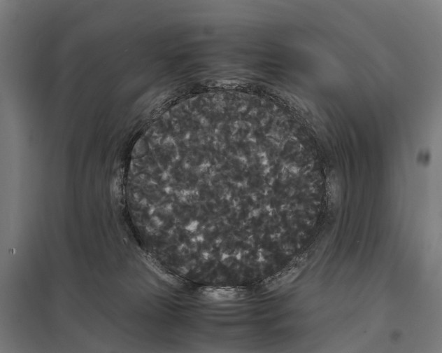 X0000097620181200803281045