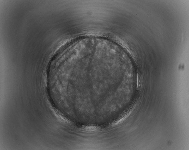 X0000097620205200803281044