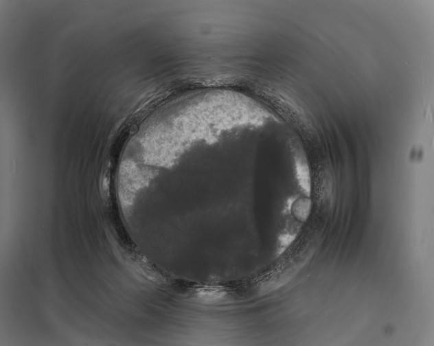 X0000097620214200803281044