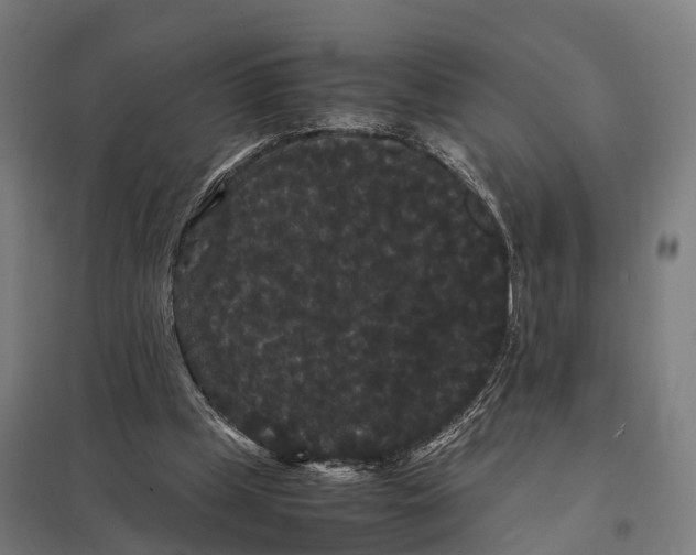 X0000097620249200803281043