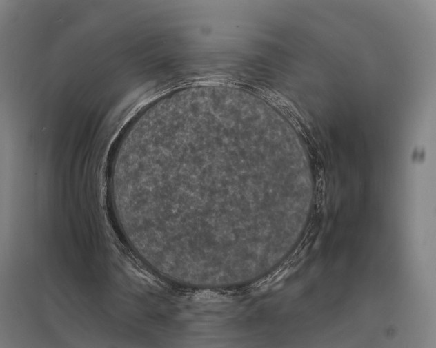 X0000097620290200803281042