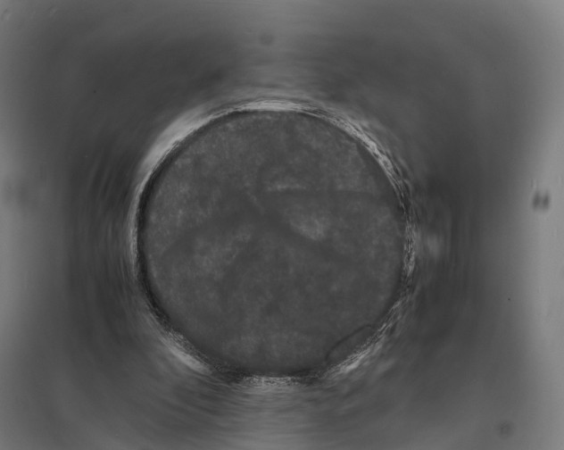 X0000097620296200803281042