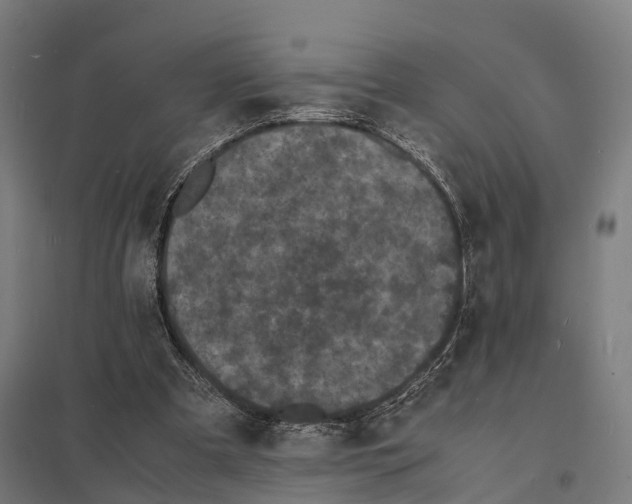 X0000097620297200803281042