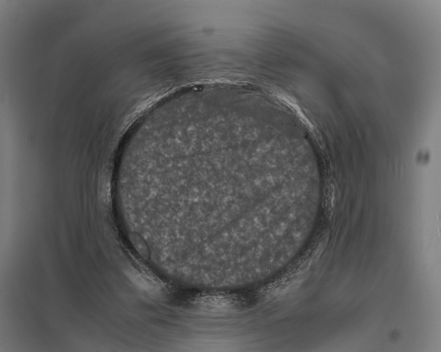 X0000097620299200803281042