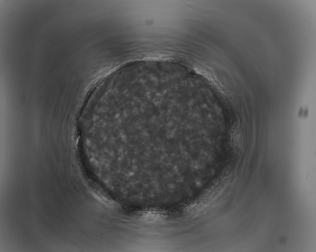 X0000097620303200803281042