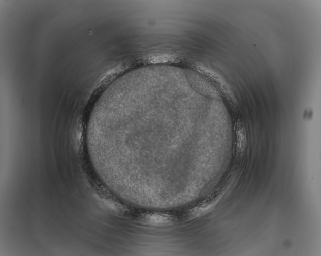 X0000097620308200803281042