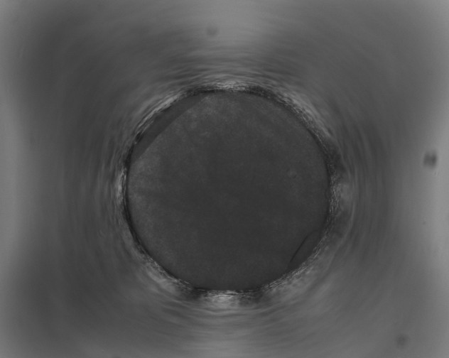 X0000097620325200803281042