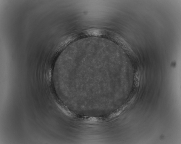 X0000097620330200803281042