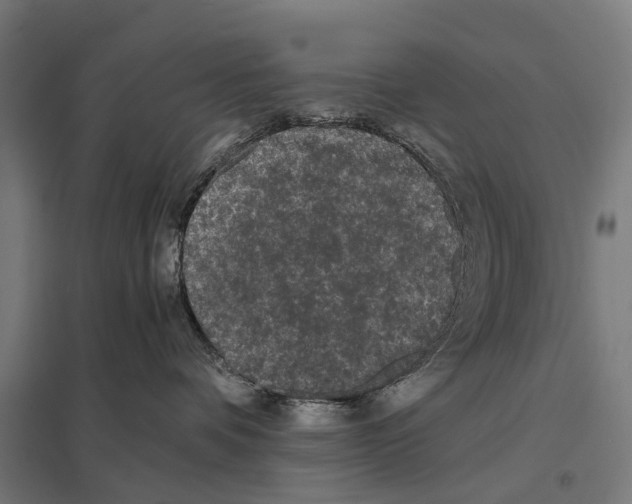 X0000097620336200803281042