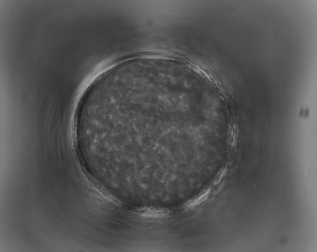 X0000097620343200803281041