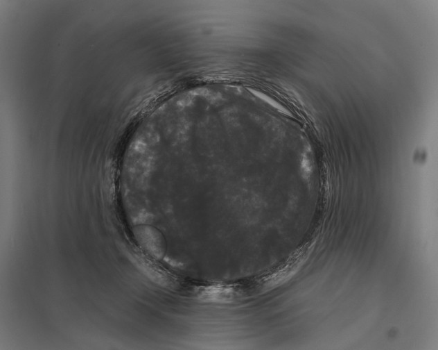 X0000097620366200803281041