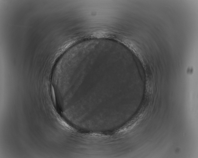 X0000097620393200803281041