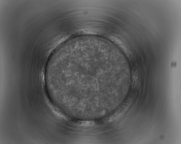 X0000097620398200803281041