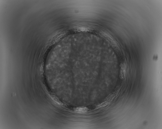 X0000097620410200803281040