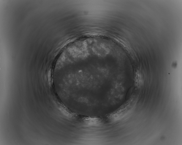 X0000097620428200803281040