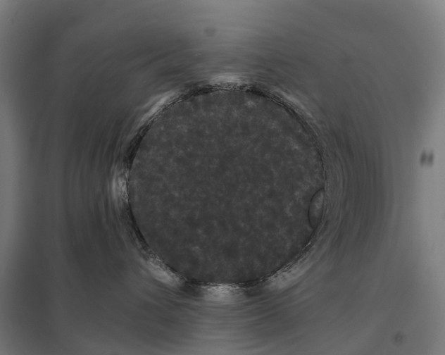 X0000097620432200803281040