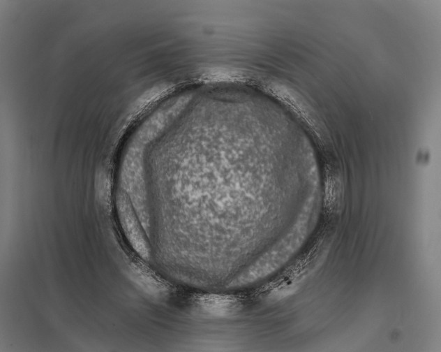 X0000097620444200803281040