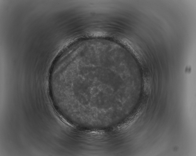 X0000097620447200803281040