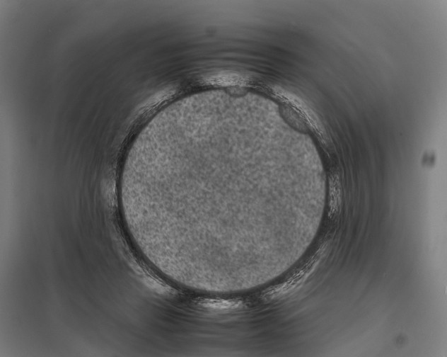 X0000097620453200803281040