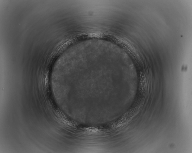 X0000097620502200803281039