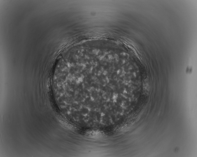 X0000097620503200803281039